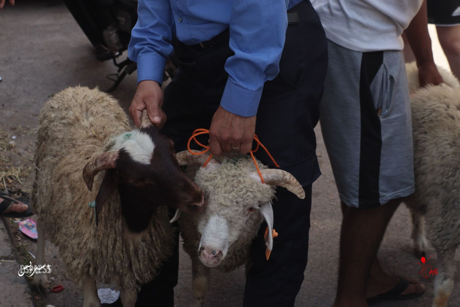 Each sacrifice was carried and delivered by hand.