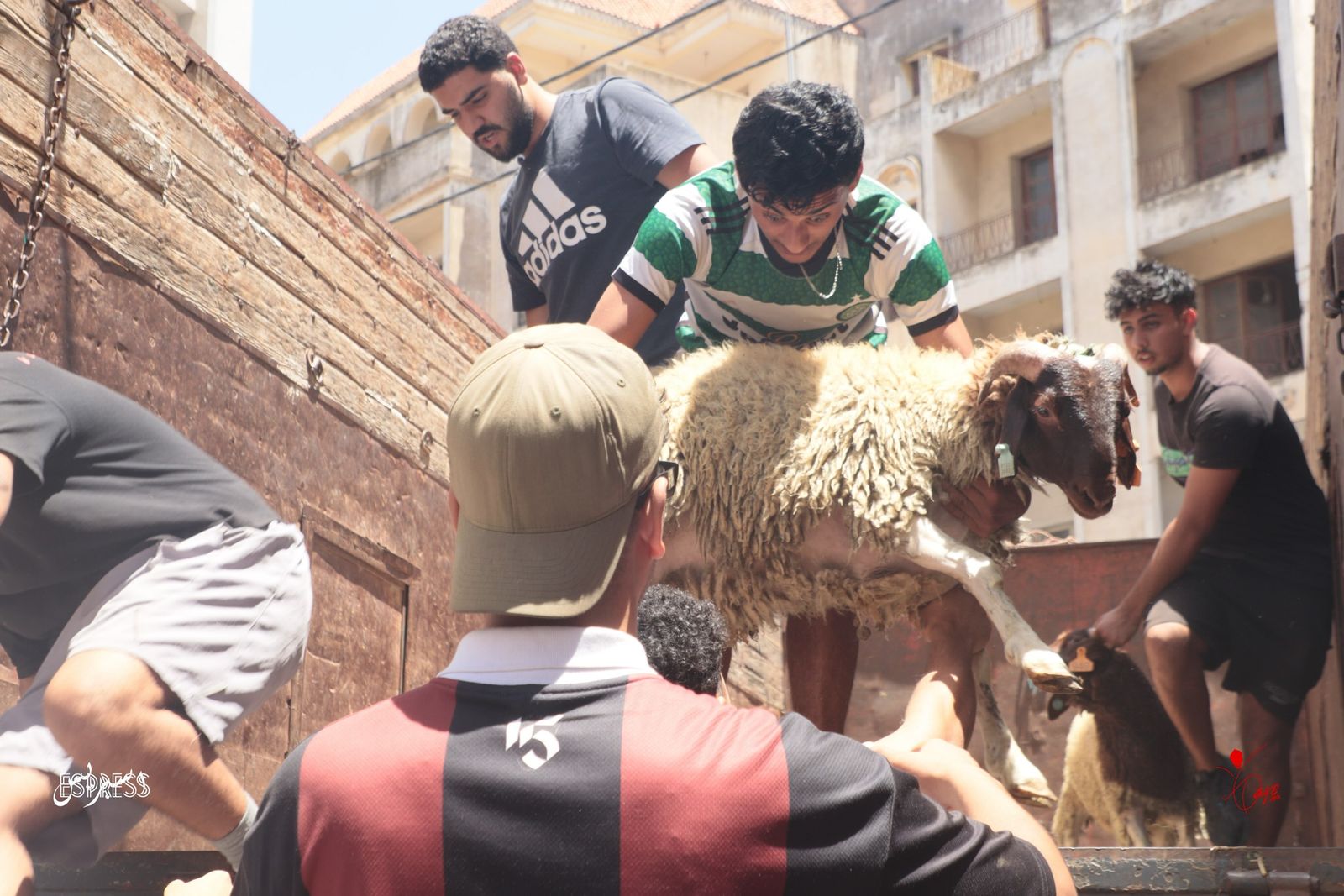 Unloading day: 47 sheep bound for four cities.